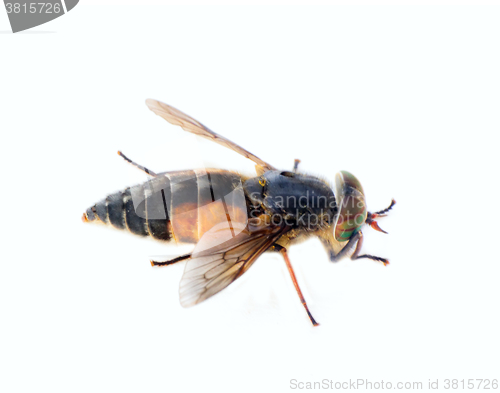 Image of horse fly blood sucker macro isolated