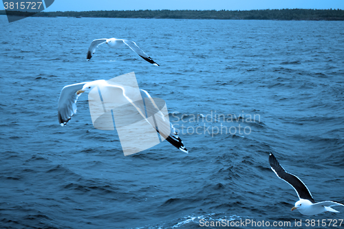 Image of Topic of North sea travel - seagulls over waves