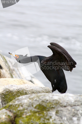 Image of Ballet birds: red-faced cormorant