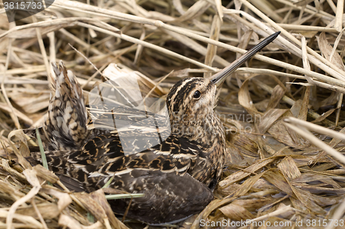 Image of European snipe among bog in spring