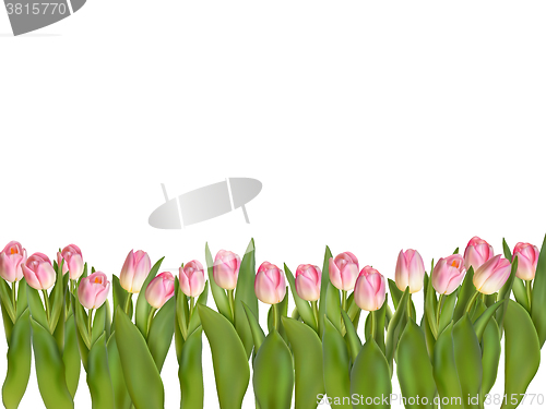 Image of Blossoming tulips decorative border. EPS 10