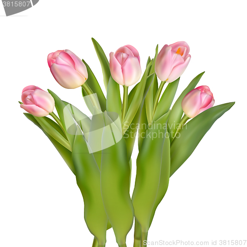 Image of Tulips decorative border. EPS 10