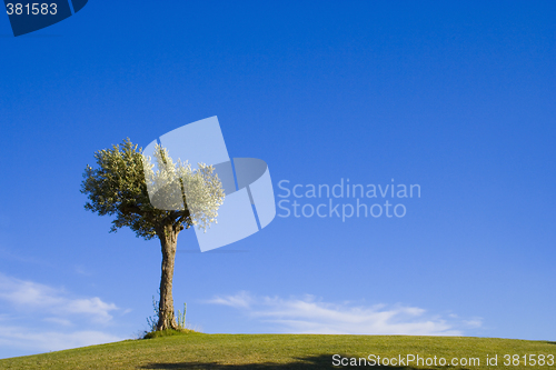 Image of lonely tree 10