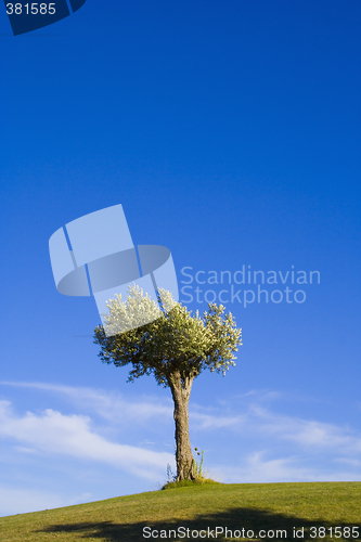 Image of lonely tree 12