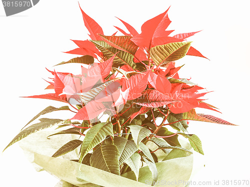 Image of Retro looking Poinsettia Christmas star