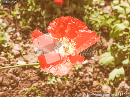Image of Retro looking Papaver flower