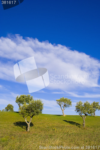 Image of Lonely trees 13