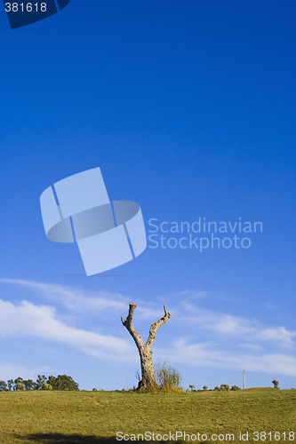 Image of Lonely trees 14