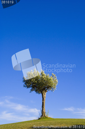 Image of Lonely trees 15