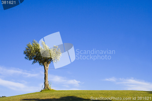 Image of Lonely trees 17