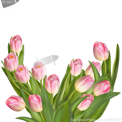 Image of Tulips on a white background. EPS 10