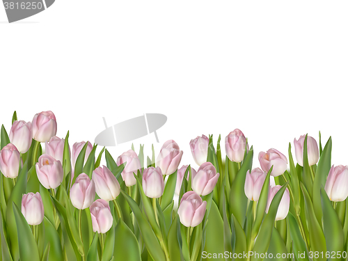 Image of Pink tulips, white background. EPS 10