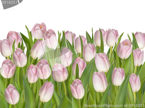 Image of Tulip Flowers Isolated on White. EPS 10
