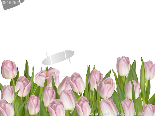 Image of Pink tulips on white background. EPS 10 