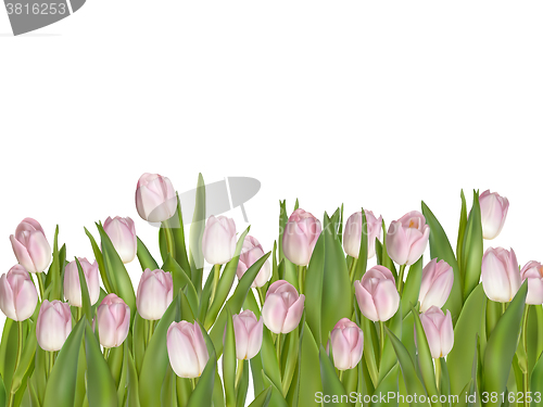 Image of Pink fresh spring flowers background. EPS 10