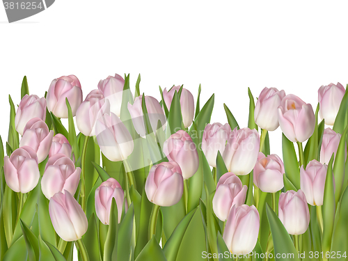 Image of Spring tulips isolated on white. EPS 10