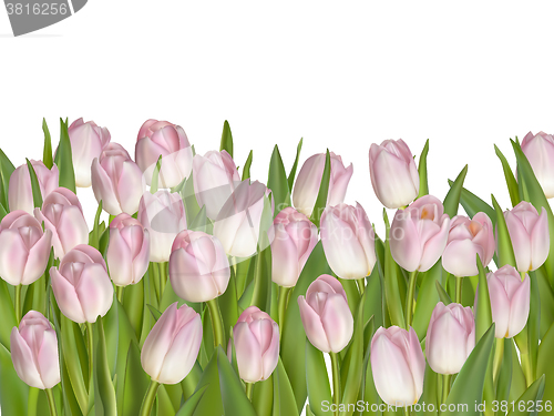 Image of Holiday background with pink flowers. EPS 10