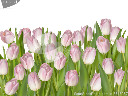 Image of Beautiful bouquet of pink tulips. EPS 10