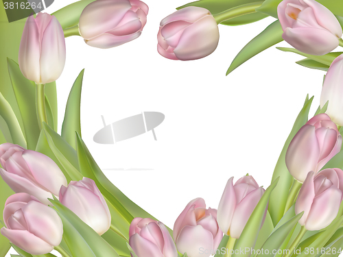 Image of Tulip flowers on white background. EPS 10