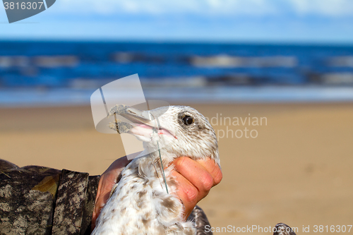 Image of seagull dies in a trap from the thrown line