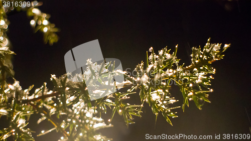 Image of Pre-winter. Purity and glow of first snow. Symbol of bride innocence