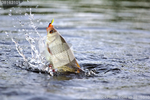 Image of summer lake fishing Rudd fish