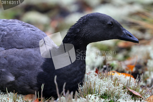 Image of Unusual black goose is resting on reindeer moss