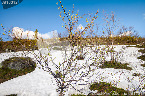 Image of Spring in mountains. Verdant trees in snow