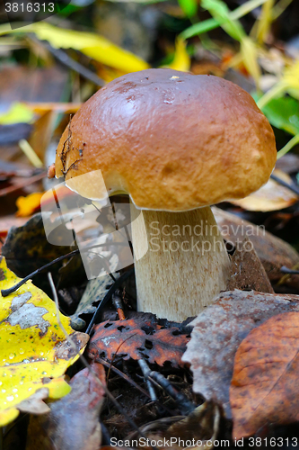 Image of pine bolete mushroom in autumn forest eco clean