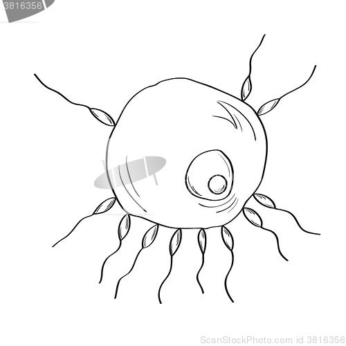 Image of sperm and egg