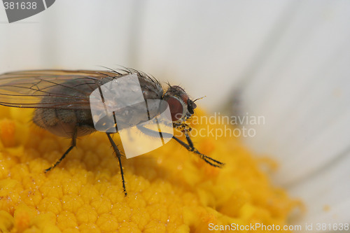 Image of Fly on the flower
