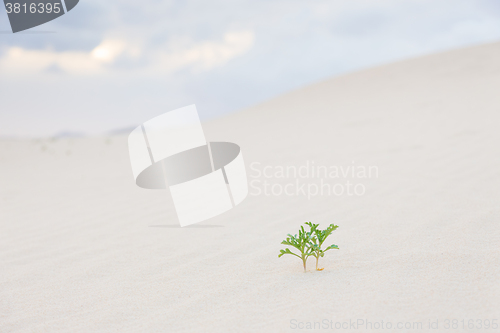 Image of Two green plant sprouts in desert sand.