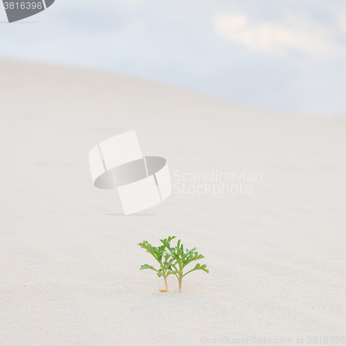 Image of Two green plant sprouts in desert sand.