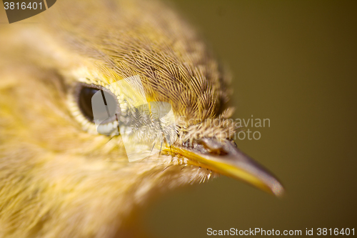 Image of Closeup portrait of  willow warbler (Phylloscopus trochilus). Young bird