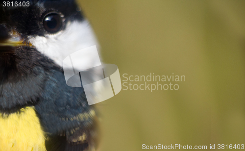 Image of close-up portrait: great tit - sly bird eye