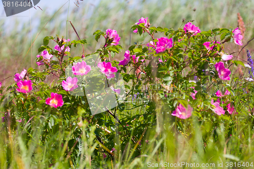 Image of Wild rose on coastal meadows. The summer solstice