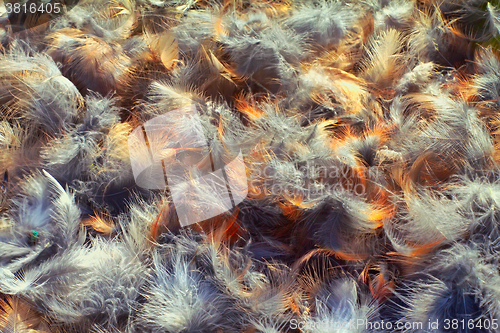 Image of bright bird feathers