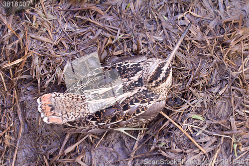 Image of European snipe among bog in spring