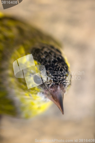 Image of Close-up portrait of Siskin (Spinus spinus). Old male