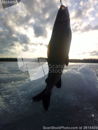 Image of Spring fishing. Grayling fishing scandinavia