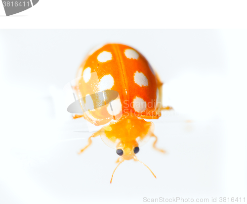 Image of custom yellow ladybug macro on white background