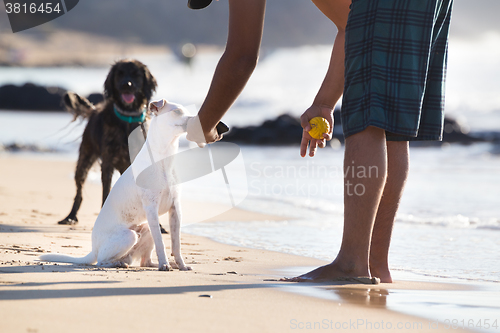 Image of Dogs playing ball on beach in summer.