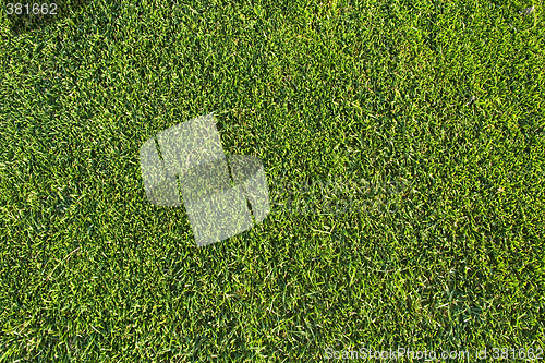 Image of Grass pattern