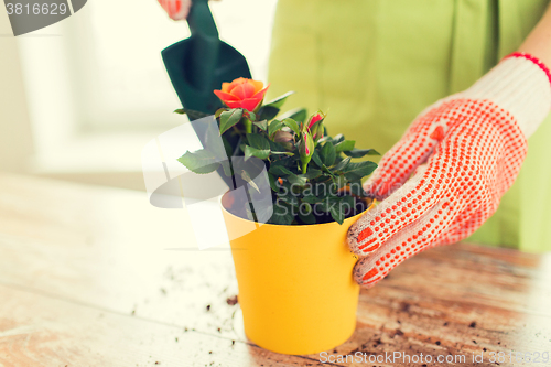 Image of close up of woman hands planting roses in pot