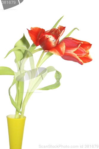 Image of tulips in a vase