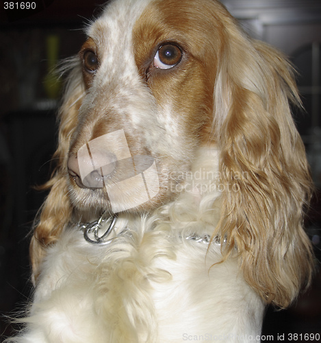 Image of tan and white cocker spaniel