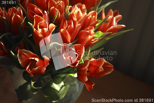 Image of bunch of red tulips with the natural light on them