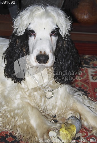 Image of black and white cocker spaniel