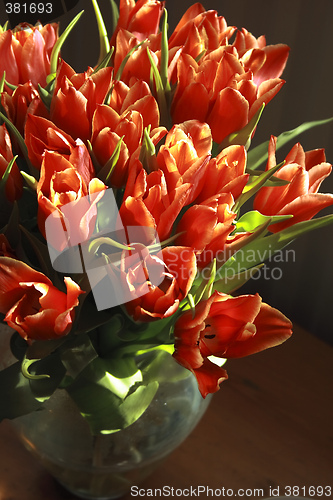 Image of bunch of red tulips with the natural light on them