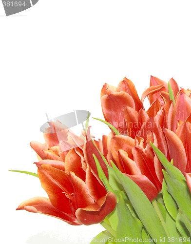Image of bunch of red tulips
